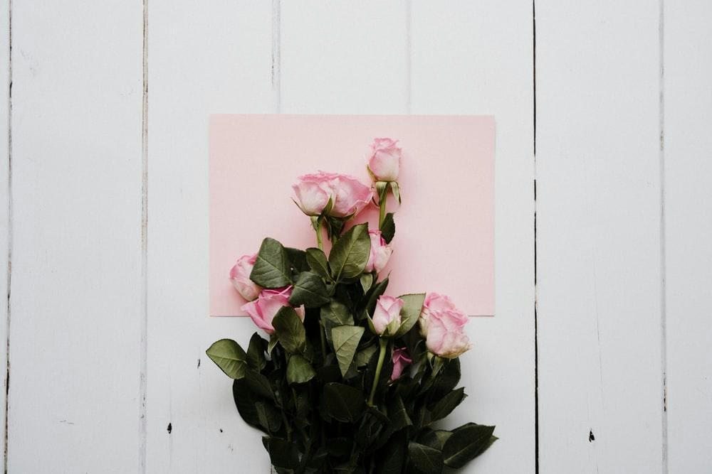 plants-love-outside-roses-pink