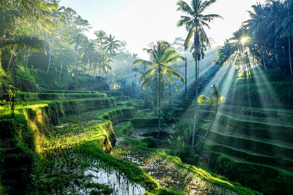 ubud bali