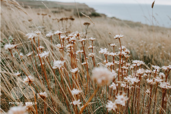 outside-flower-view-sea